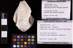 Foto (Objket + Etiketten) von Diogenidae indet. 